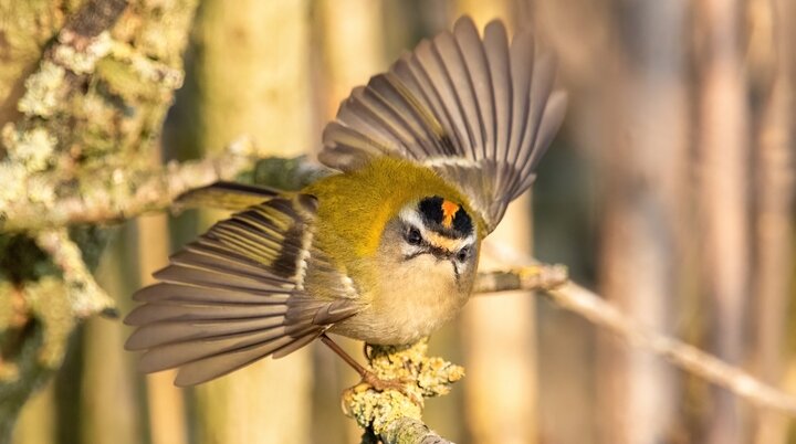 Sommergoldhänchen (Regulus ignicapilla) | © Alexis Lours